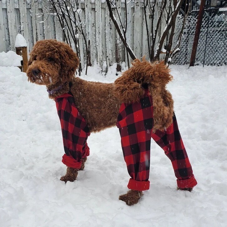 Хозяйка сделала для пса штаны, чтобы на шерсти не собирались комки снега