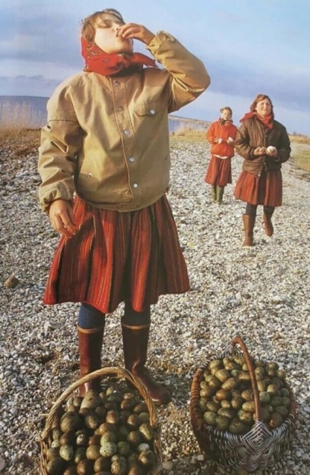 Девушки собирают яйца чаек. Эстонская ССР, 1980-е