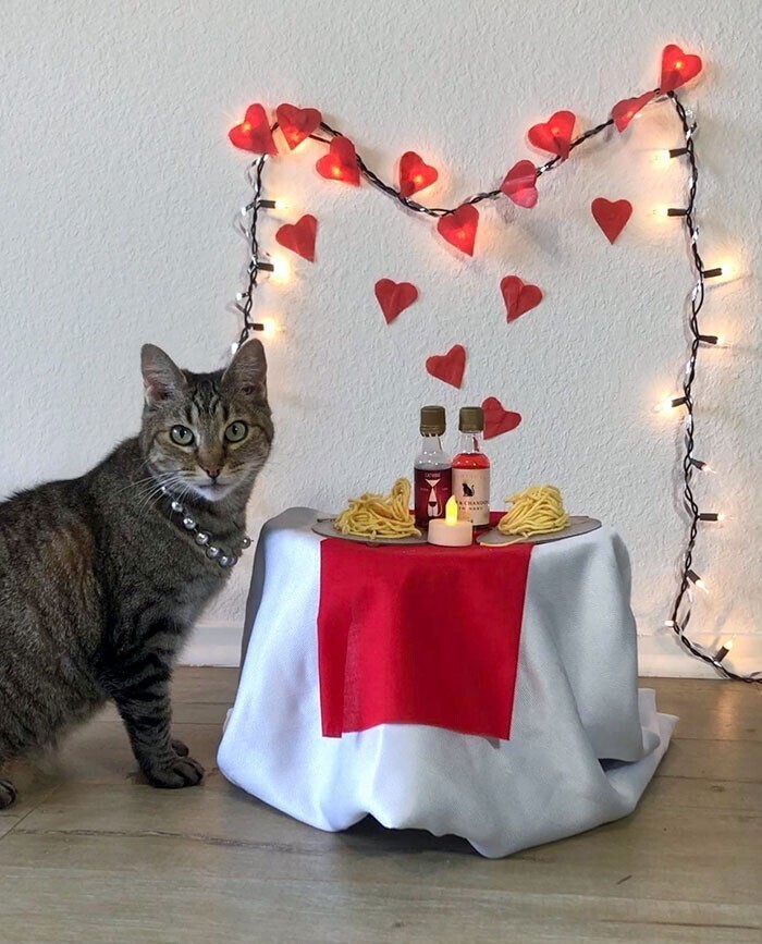 "В этом году у меня нет моего "Валентина", поэтому решила устроить ужин с котом"