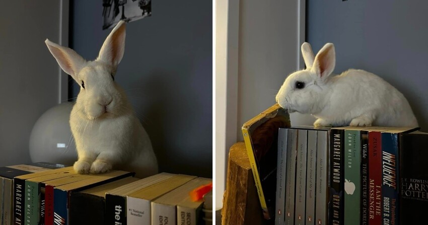 Кролики — это не только милые одуваны, но и настоящие хулиганы