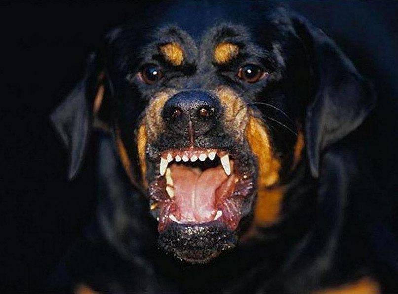 В России могут запретить заводить бойцовских собак без лицензии