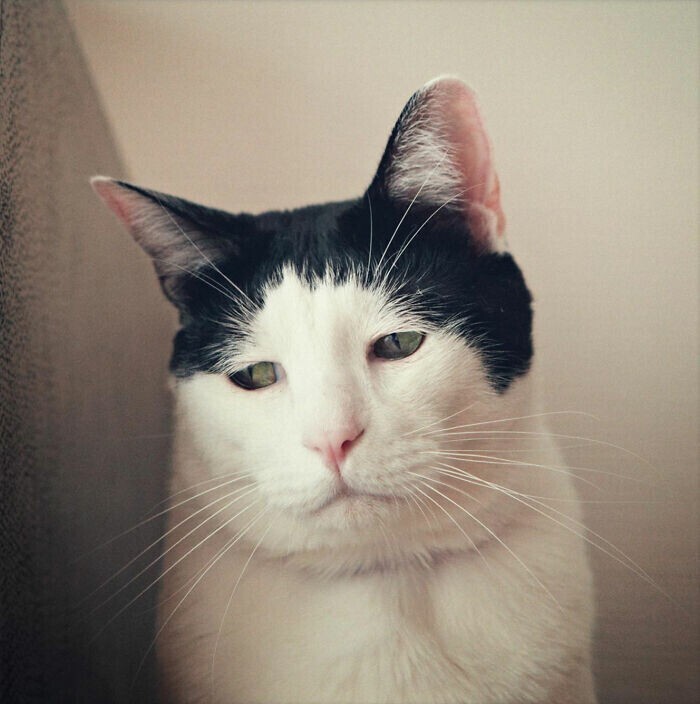 В сети нашли "самого грустного" кота в мире