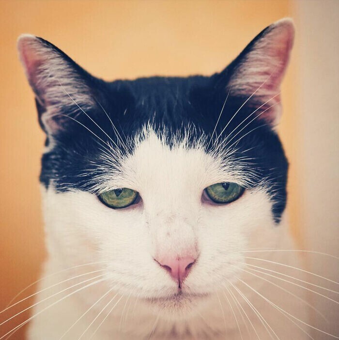В сети нашли "самого грустного" кота в мире
