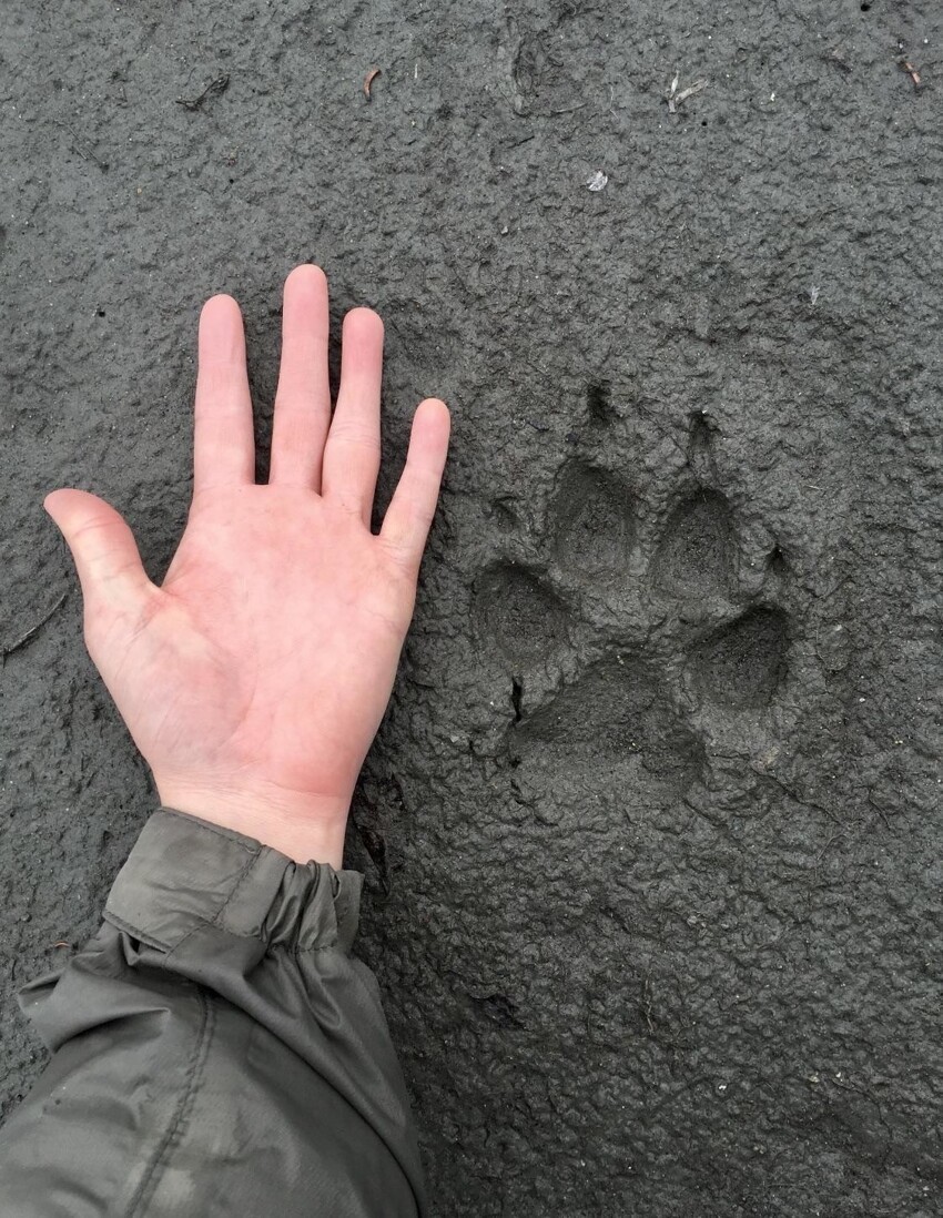 4. Как-то не осознаешь, насколько волки большие, пока не увидишь отпечаток волчьей лапы рядом с человеческой ладонью