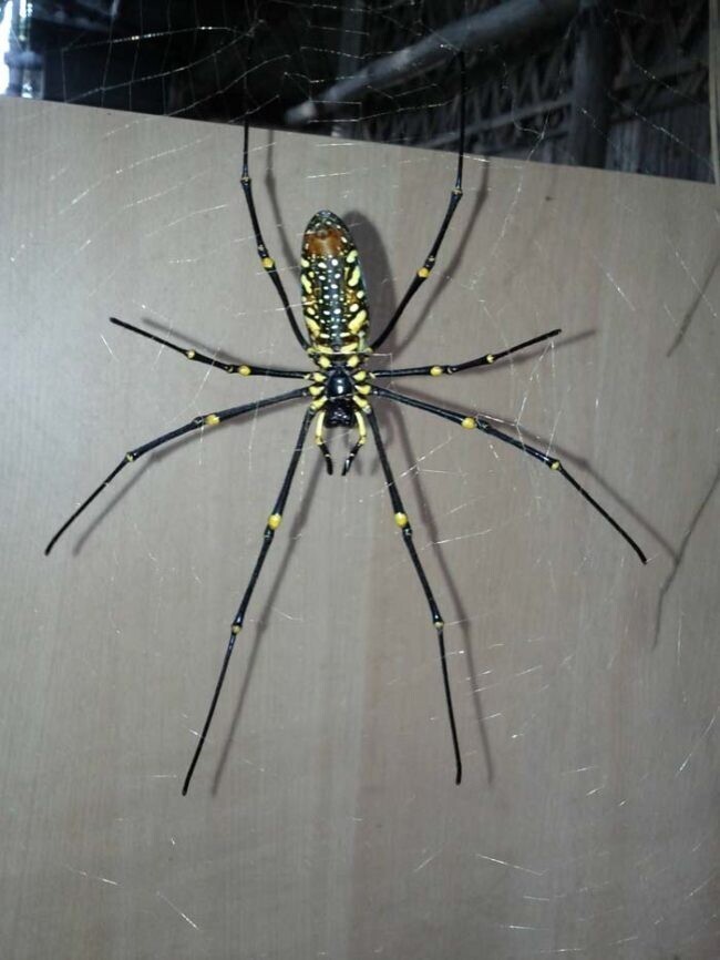 Австралиец увидел на своём крыльце гигантского паука