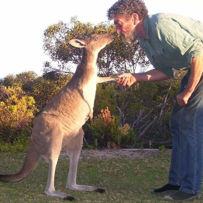 20. "Мой папа живет один в австралийской глуши и заботится о семье диких кенгуру, сегодня он прислал мне это фото"