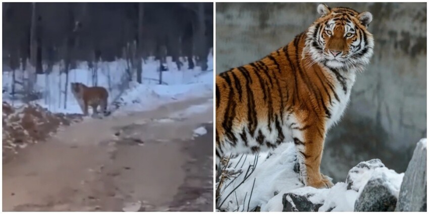 "Мне вас жаль, кожаные": в Приморье тигр встретил людей, а те назвали его "дурочкой"