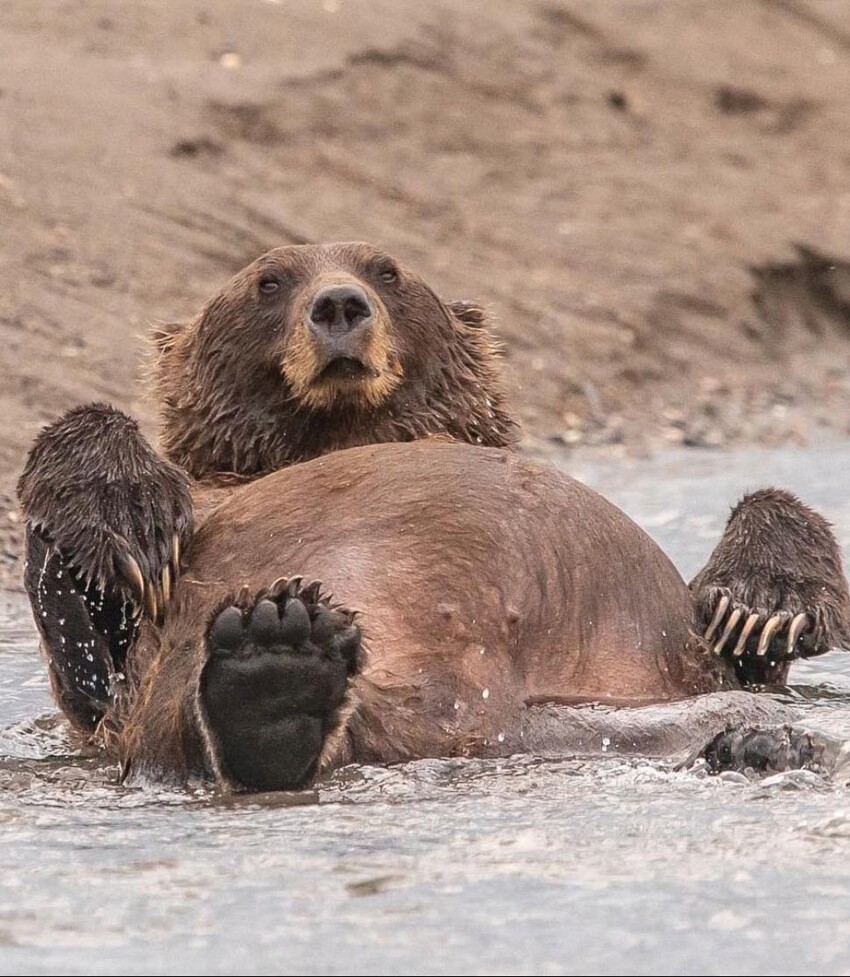 Конкурс Comedy Wildlife Photography Awards