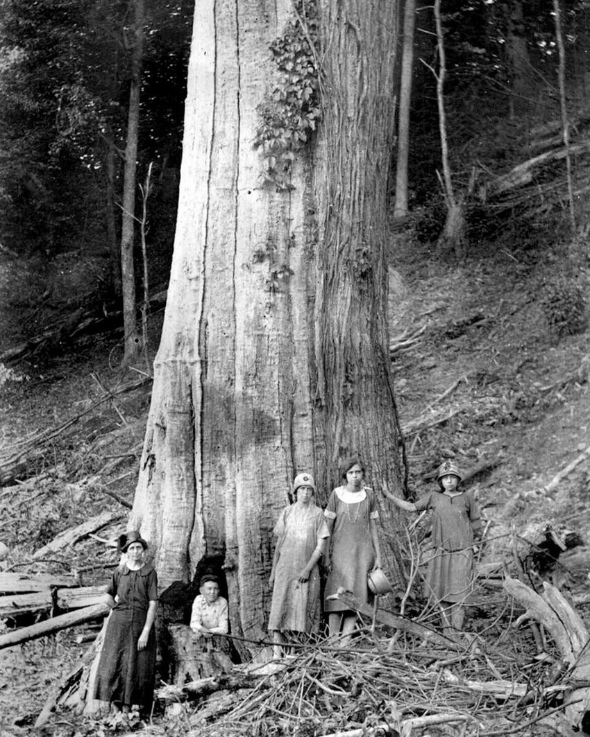 Когда деревья были реально большими: редкие исторические фото, которые сегодня похожи на фантастику