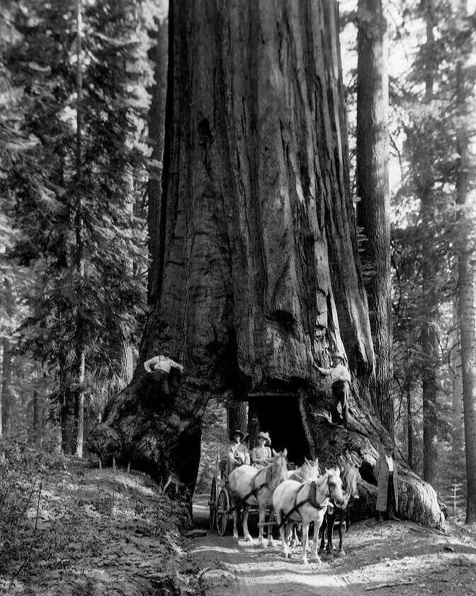 Когда деревья были реально большими: редкие исторические фото, которые сегодня похожи на фантастику