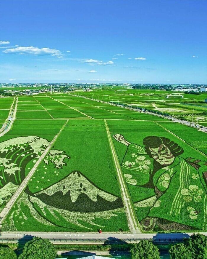 Японское граффити на рисовых полях