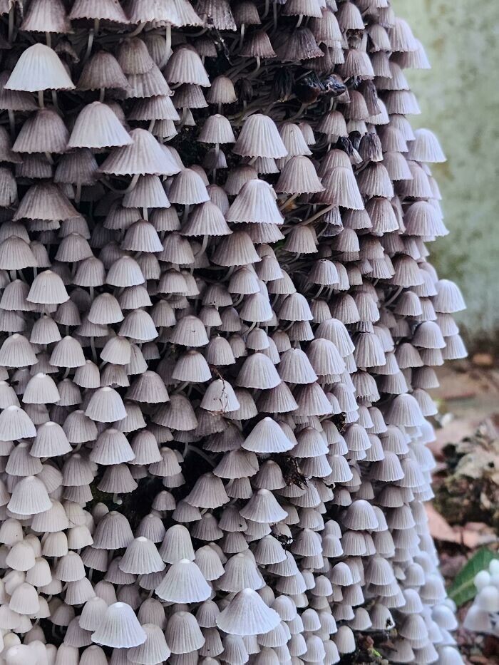 10. Потрясающие дикие грибы в Керале, Индия