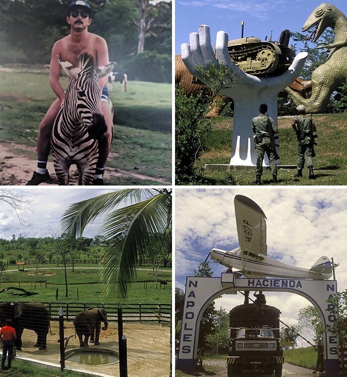 35. В начале 1980-х наркобарон Пабло Эскобар открыл в Колумбии семейный зоопарк, полный экзотических животных