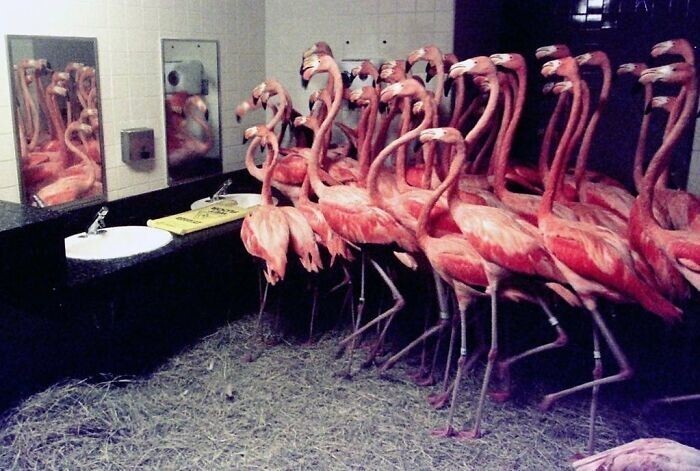 9. Работники зоопарка Майами разместили 30 фламинго в туалетк, чтобы защитить их от урагана Эндрю, 1992 год
