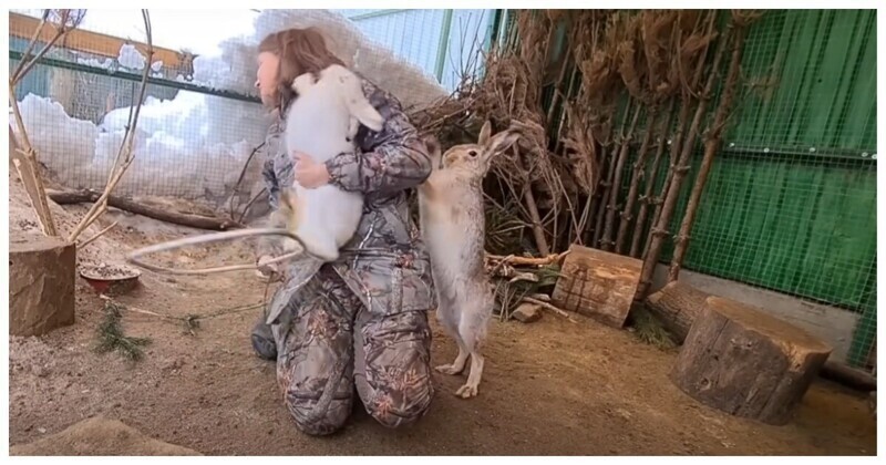 Зайчиха напала на женщину, пытавшуюся забрать зайца из вольера