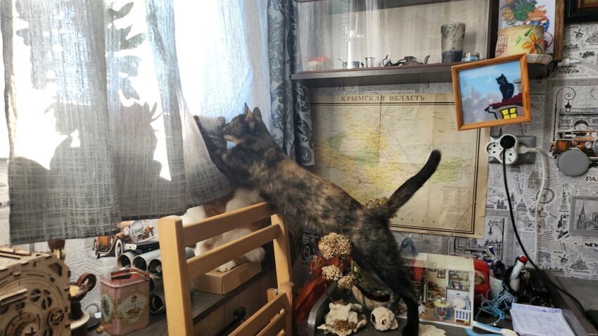 Кот спрятался от мелкой хулиганки за шторой