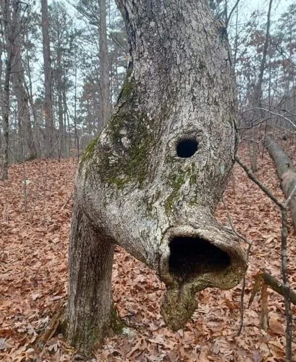 Это дерево как будто пытается что-то сказать