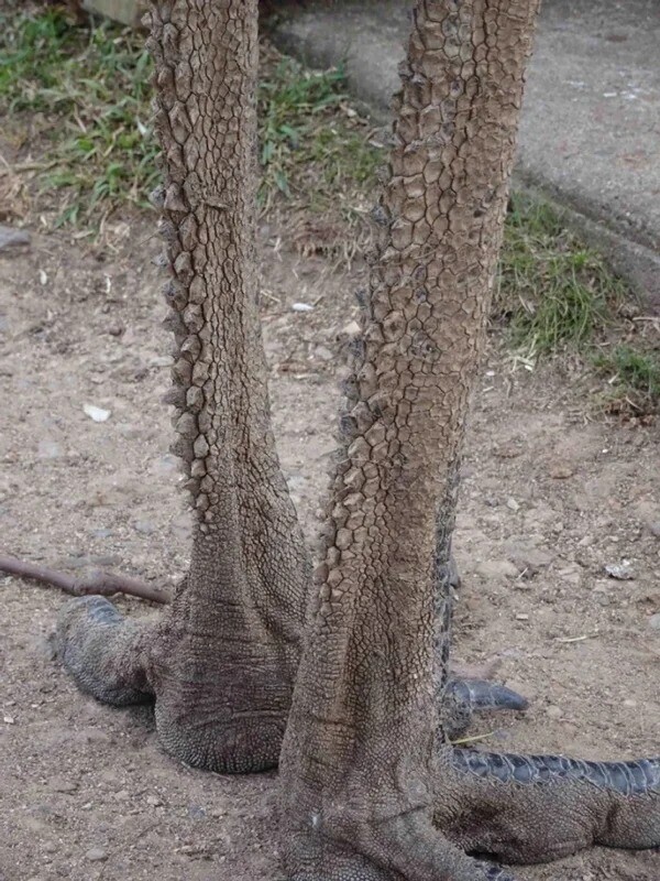 Ноги эму похожи на драконьи лапки