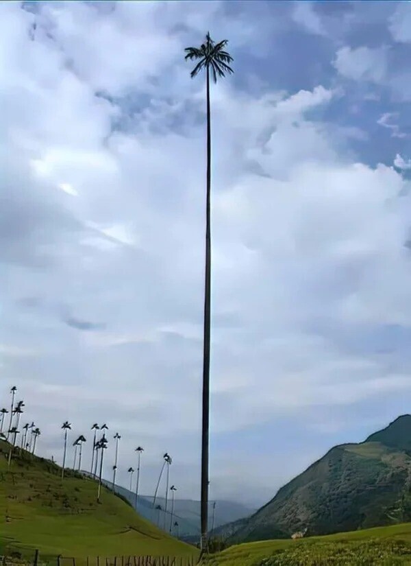 Самая высокая пальма высотой 60 метров нашлась в Колумбии. Она выстояла даже сильные ветры
