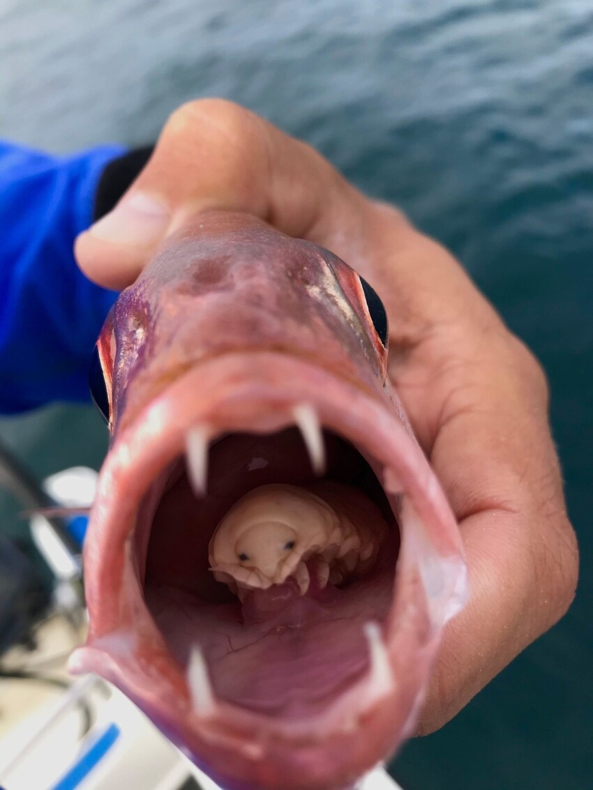 6. Это Cymothoa exigua или просто "мокрица, пожирающая язык". Она проникает в рыбу через жабры, съедает ее язык и заменяет его собой.