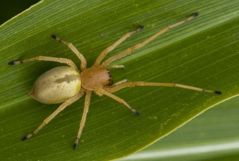 Десять самых ядовитых пауков в мире