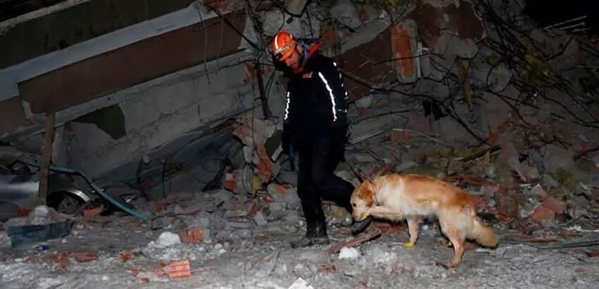 В Турции собака с травмированными лапами нашла 5 человек под завалами