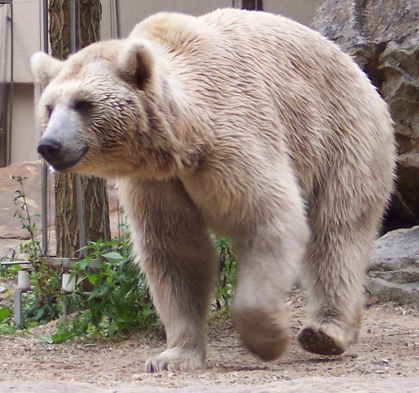 Сирийский медведь: На Ближнем Востоке живут свои медведи. Они бурые, но при этом белые. Один из них даже прошёл войну