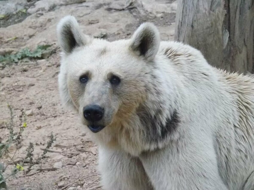 Сирийский медведь: На Ближнем Востоке живут свои медведи. Они бурые, но при этом белые. Один из них даже прошёл войну