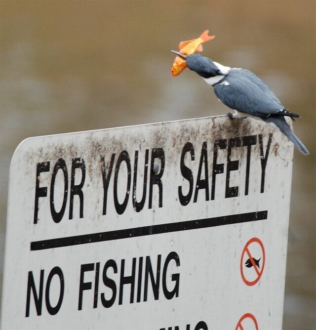 Рыбачить запрещено