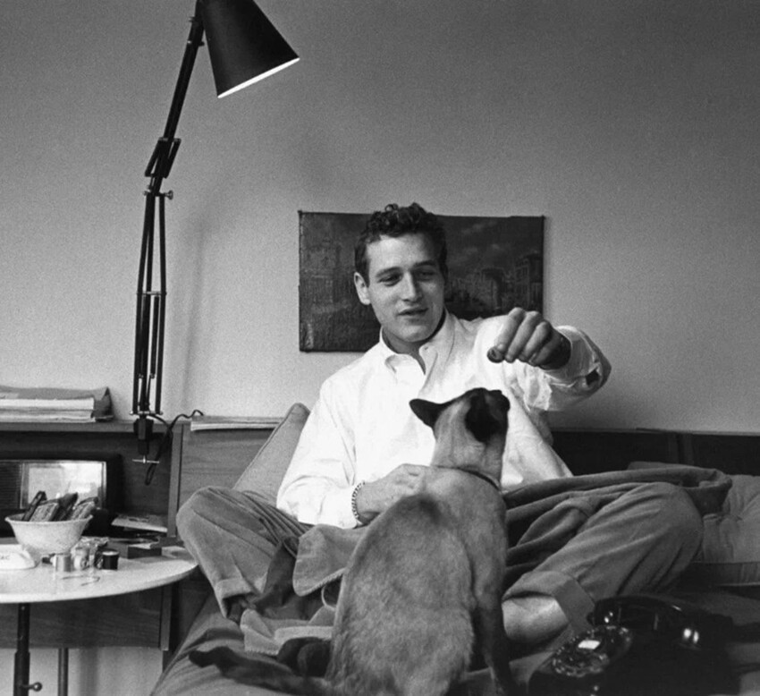 Актёр Пол Ньюман с любимым котом, ~ 1950-е