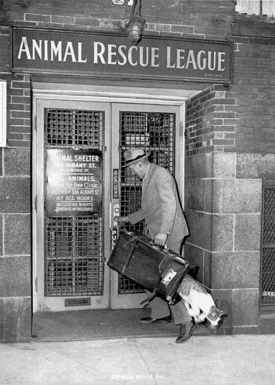 Дерзкий побег из Лиги защиты животных. Массачусетс, Бостон, 1940 год