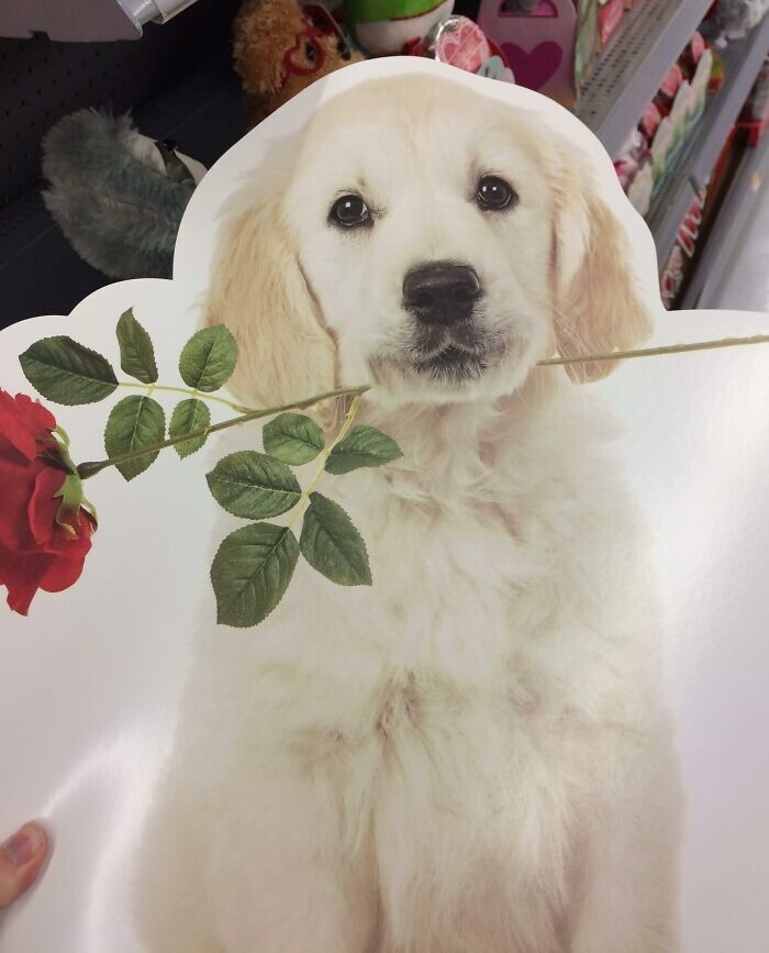 9. На открытке ко Дню всех влюбленных роза проткнула несчастному псу челюсть
