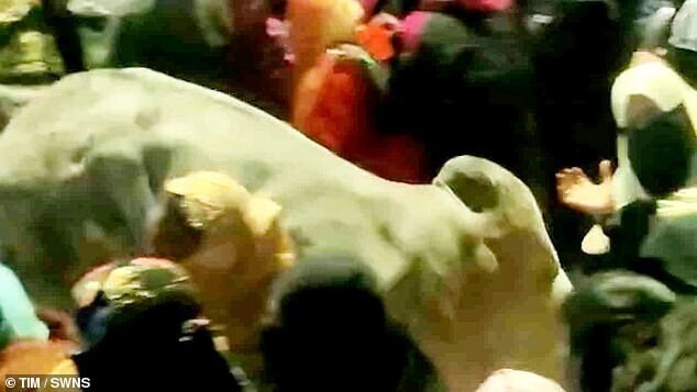 В Индии бык ворвался в толпу, покалечив 14 человек