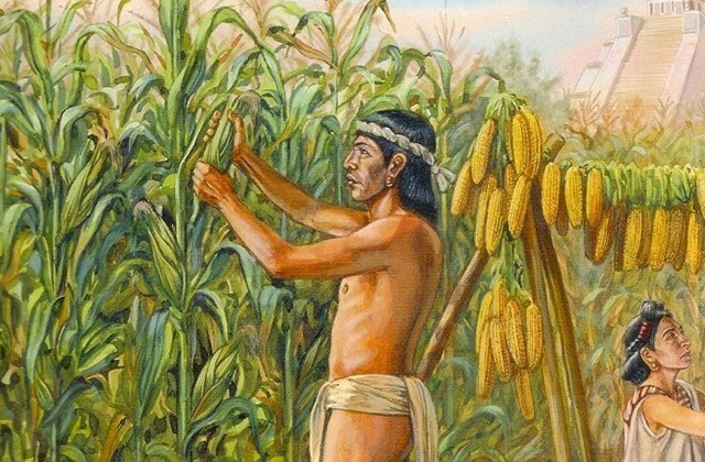 Кукуруза: зарождение американской цивилизации