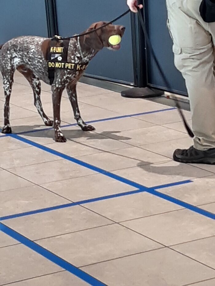 Служебная собака "конфисковала" мячик в аэропорту и отказывается его возвращать