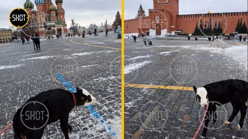 Американку, которая выгуливала телёнка на Красной площади, на 40 лет выдворят из России