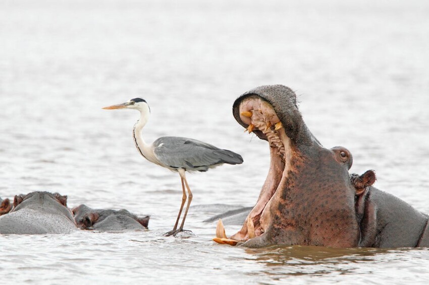 Конкурс Comedy Wildlife Photography Awards 2022. Часть 2