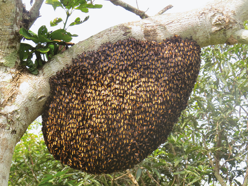 Гигантская пчела: особо агрессивная пчела с уникальным галлюциногенным мёдом
