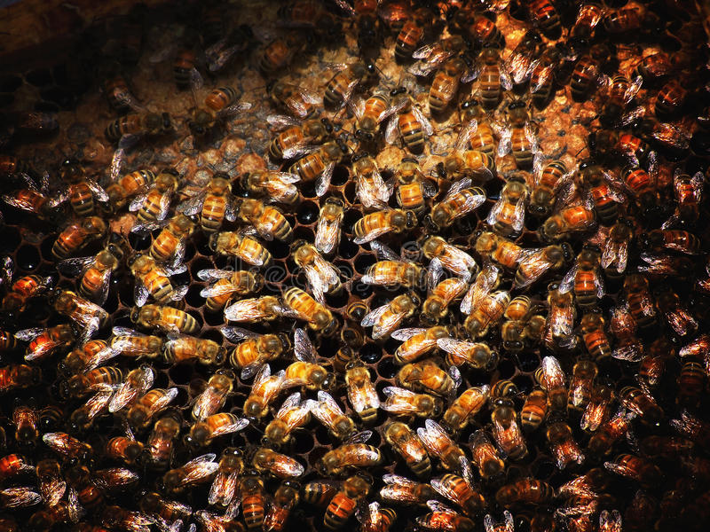 Гигантская пчела: особо агрессивная пчела с уникальным галлюциногенным мёдом