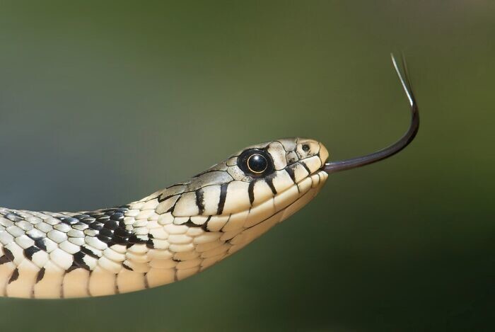 24. В мире около 3000 различных видов змей