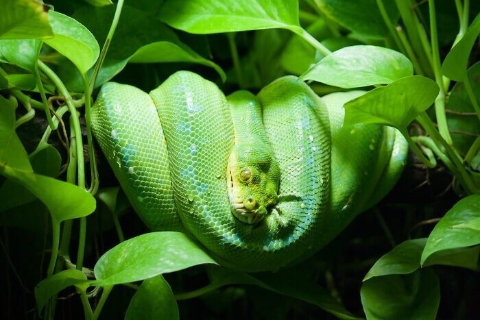1. Змеи могут двигаться четырьмя различными способами