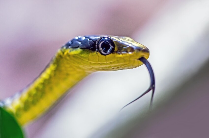 8. Змеи используют язык как орган обоняния