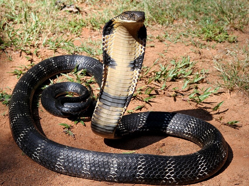 3. Королевская кобра — самая умная змея