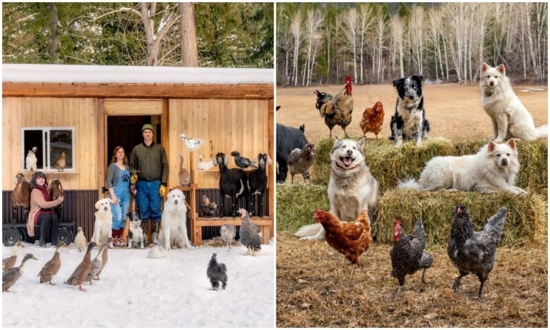 Канадка делает милейшие фотосессии с фермерскими животными