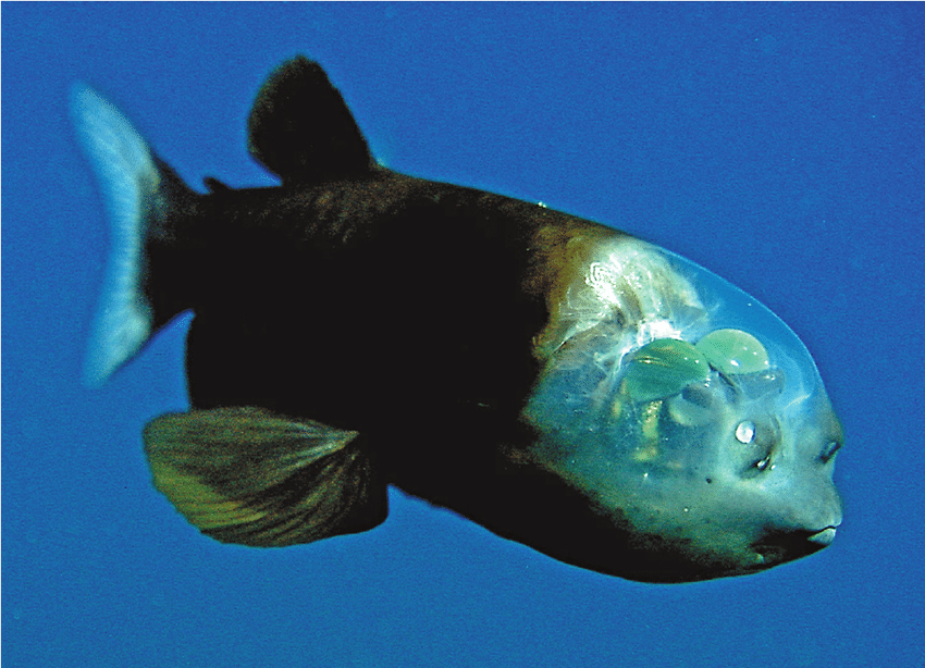 Бочкообразная рыба