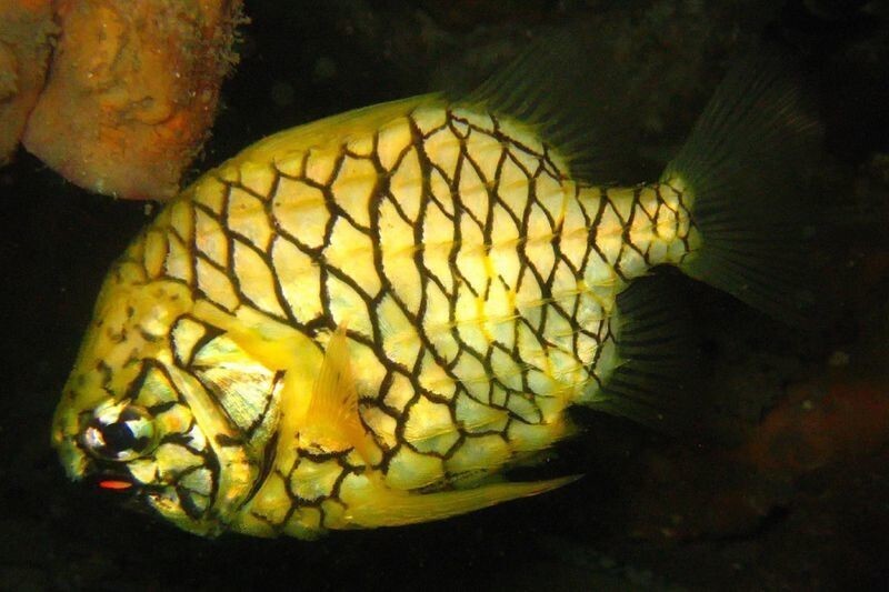Рыба-ананас