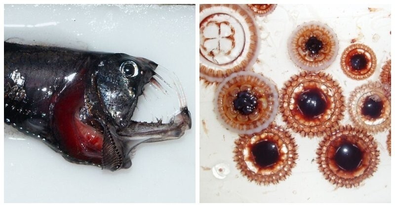 10 странных морских существ, которых обнаружили сравнительно недавно