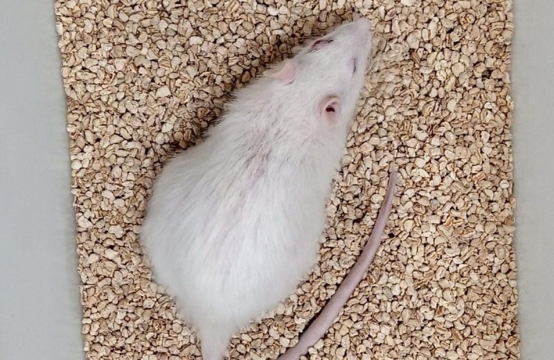 Люди стали чуть ближе к долголетию – крысы бьют рекорды по продолжительности жизни после омоложения органов