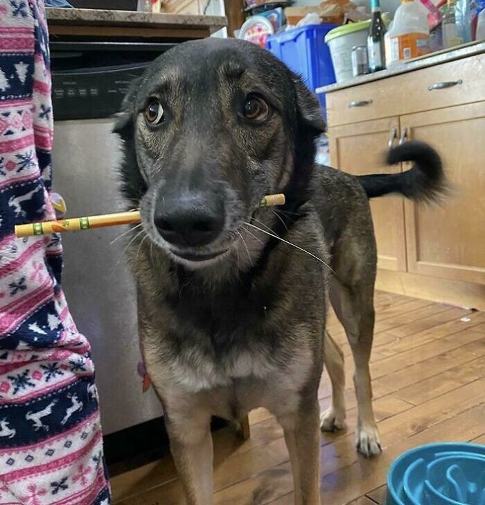 "Мой пёс принёс мне карандаш, пока я рисовала"