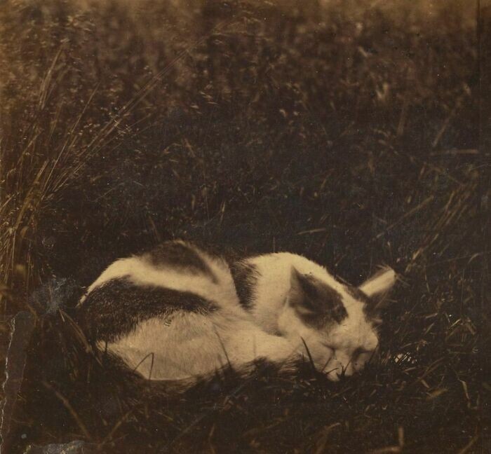 10. Портрет кошки по имени "Киска", сфотографированной около примерно в 1869-1875 годах